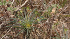 Euphorbia clava