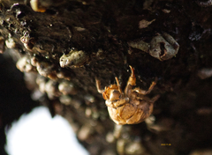 Neotibicen canicularis