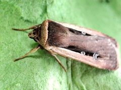 Ochropleura leucogaster
