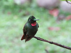 Heliodoxa rubricauda