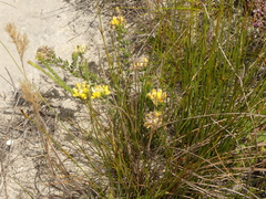 Aspalathus aspalathoides