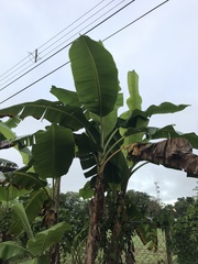 Musa × paradisiaca