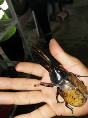 Dynastes septentrionalis