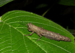 Hyleacris rubrogranulata