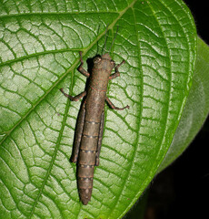 Hyleacris rubrogranulata