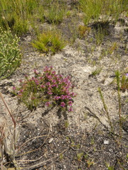 Aspalathus aspalathoides