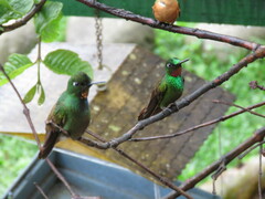 Heliodoxa rubricauda