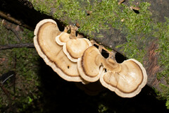 Steccherinaceae