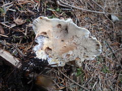 Phellodon fuligineoalbus