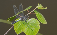 Leucorrhinia caudalis