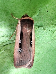 Ochropleura leucogaster
