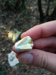 Truncospora ochroleuca