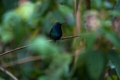 Campylopterus falcatus