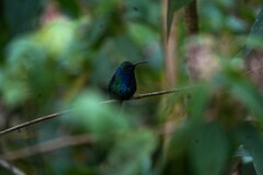 Campylopterus falcatus