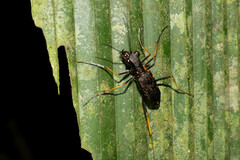 Odontocheila