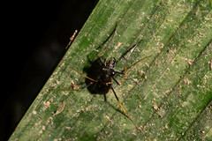 Odontocheila