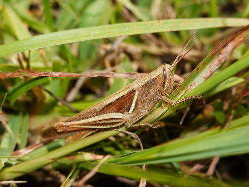 Stenocatantops mistshenkoi Willemse, 1968