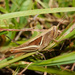 Stenocatantops mistshenkoi - Photo (c) orthoptera-jp, some rights reserved (CC BY-NC), uploaded by orthoptera-jp