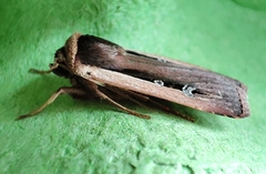 Ochropleura leucogaster