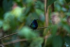 Campylopterus falcatus