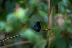 Campylopterus falcatus