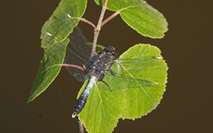Leucorrhinia caudalis