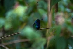 Campylopterus falcatus