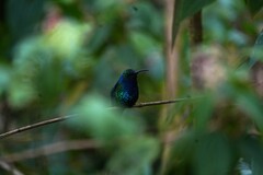 Campylopterus falcatus