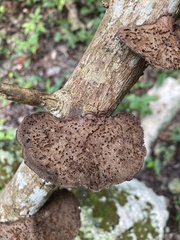 Hexagonia