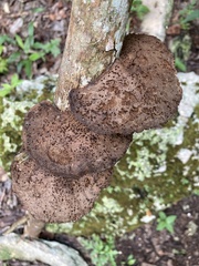 Hexagonia