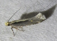 Monopis crocicapitella