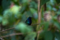 Campylopterus falcatus