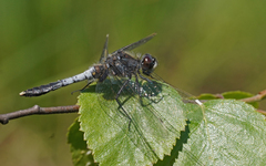 Leucorrhinia caudalis