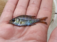 Lepomis macrochirus purpurascens