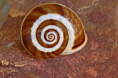 Pseudotachea splendida