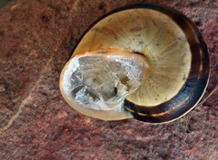 Pseudotachea splendida