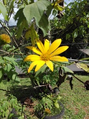 Tithonia