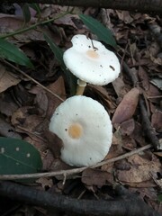 Leucoagaricus crystallifer