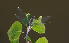 Leucorrhinia caudalis