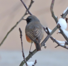 Phoenicurus ochruros phoenicuroides