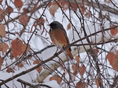 Phoenicurus ochruros phoenicuroides