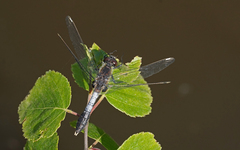 Leucorrhinia caudalis