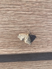 Operophtera bruceata