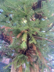 Cunninghamia lanceolata