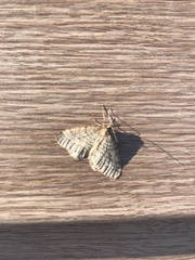 Operophtera bruceata