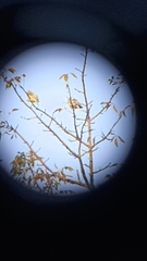 Treron phoenicopterus