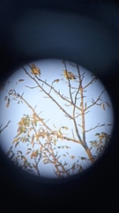 Treron phoenicopterus