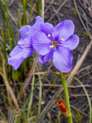 Aristea juncifolia