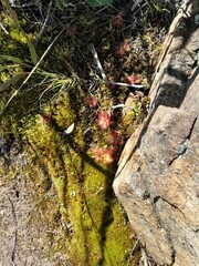 Drosera