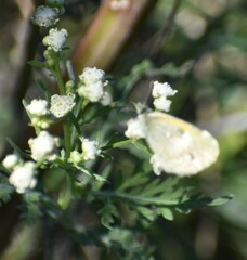 Gypsophila paniculata
